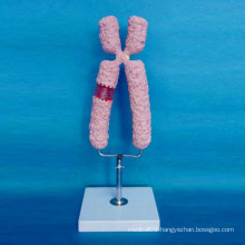 High Quality Human Chromosome Enlarged Model for Medical Teaching (R180119)